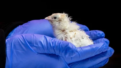 26 live chicks from 3D-printed artificial eggs-1