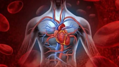 The heart's natural battery was produced in the laboratory