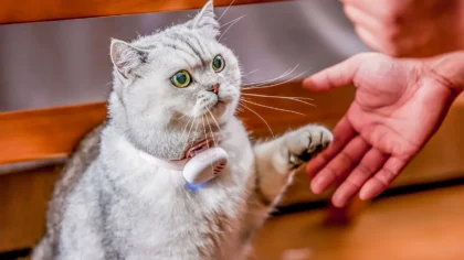 PettiChat, which allows you to talk to your cat and dog, was introduced