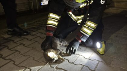 Bolu’da itfaiyenin yaşatmak için seferber olduğu kedi kurtarılamadı