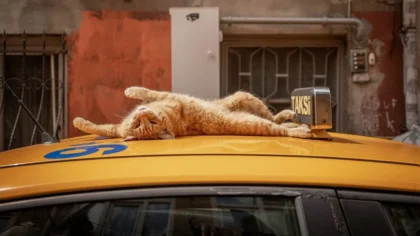 kedi