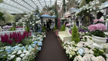 Singapur’da Türk Büyükelçiliğinin işbirliğiyle İstanbul temalı “Blue Beauties” sergisi açıldı