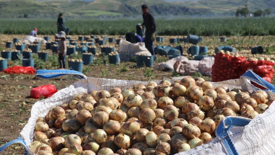 Amasya’da kuru soğan hasadı başladı