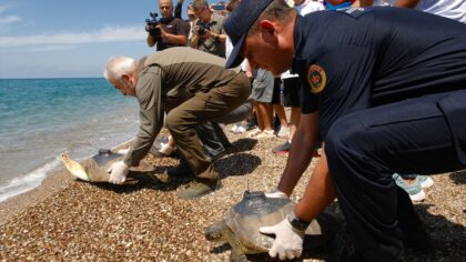 Antalya’da uydu cihazı takılan 3 yeşil deniz kaplumbağası denize bırakıldı