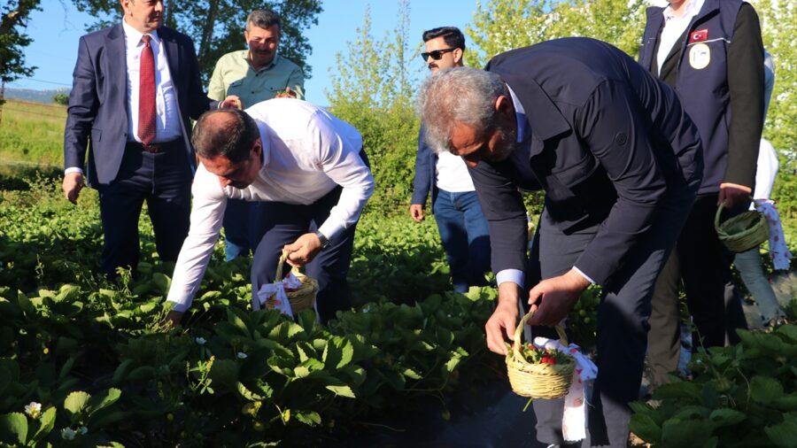 Hatay’da “Yayladağı Çilek Festivali” düzenlendi