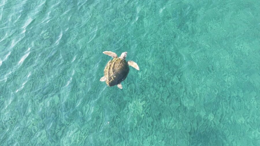 İztuzu Sahili’ndeki caretta caretta yuva sayısı 100’e ulaştı
