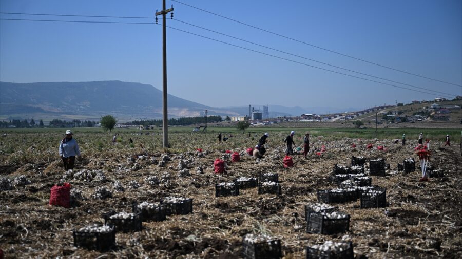 Kahramanmaraş’ta sarımsak hasadı etkinliği düzenlendi