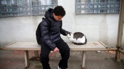 Kastamonu’da sahipsiz kedi, Mehmet Akif Ersoy Mahallesi Devlet Su İşleri Bölge Müdürlüğünün önündeki otobüs durağını meske